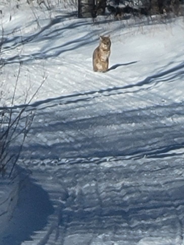 Lynx sitting on a snowy trail with trees in the background.